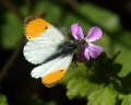Male Orange Tip