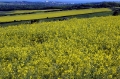 Close up of rapeseed oil fields
