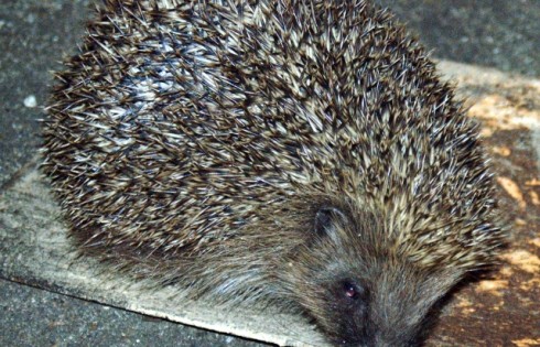 A Hedgehog at Dusk