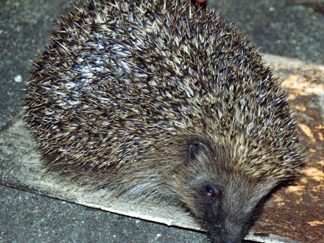 A Hedgehog at Dusk